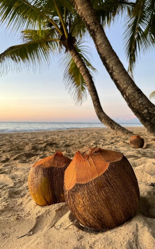 Dominican Republic - Coconuts on Beach